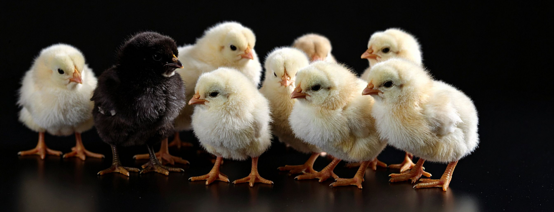 Primo Show Feeds Primo Show Feeds at Johnson Feed Co.