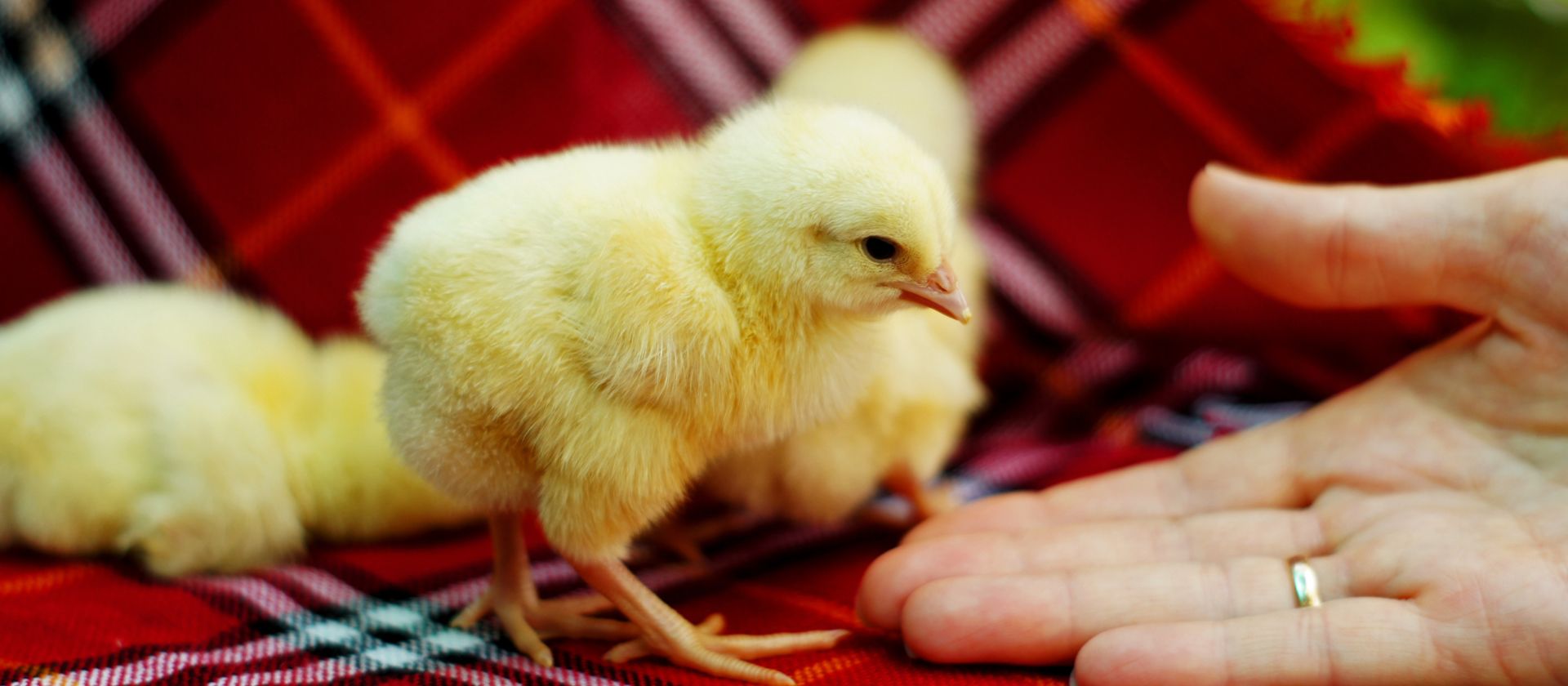 Home Page Johnson Feed Company