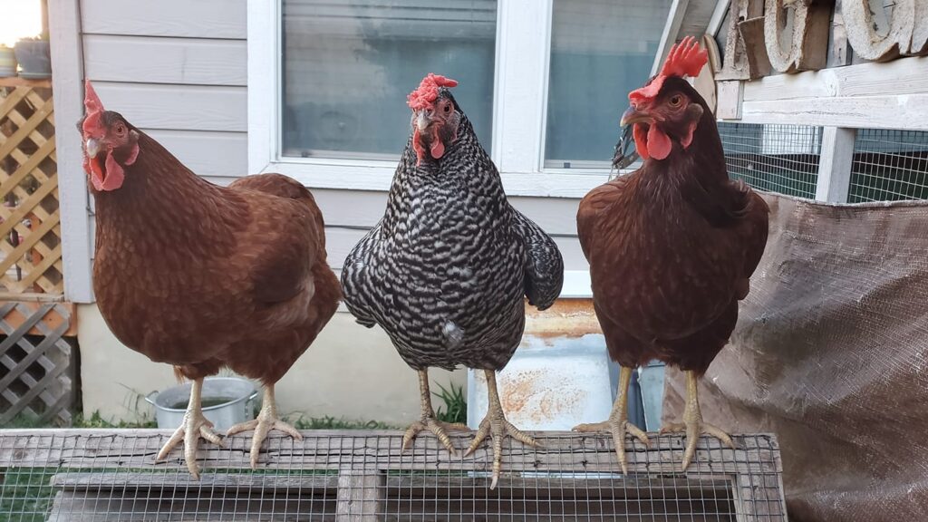 Spring Chicks Arrive Mid February - Johnson Feed Company
