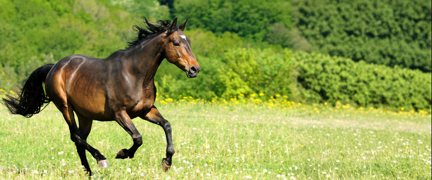 Purina Horse Supplements